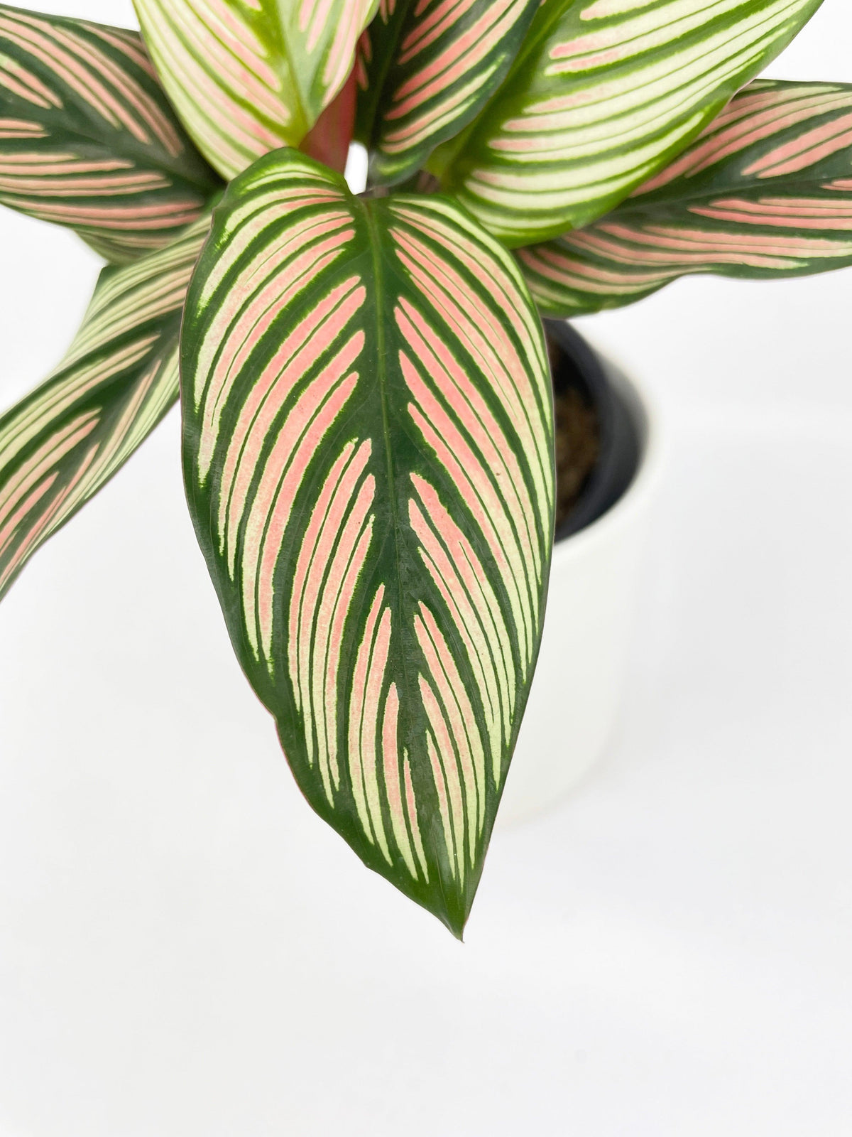 Calathea Majestica 'White Star'
