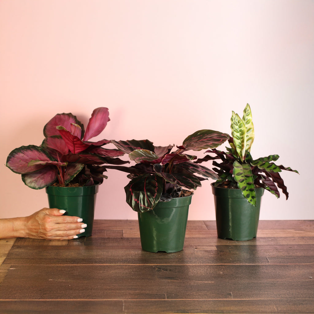Calathea Dreams Come True Bundle
