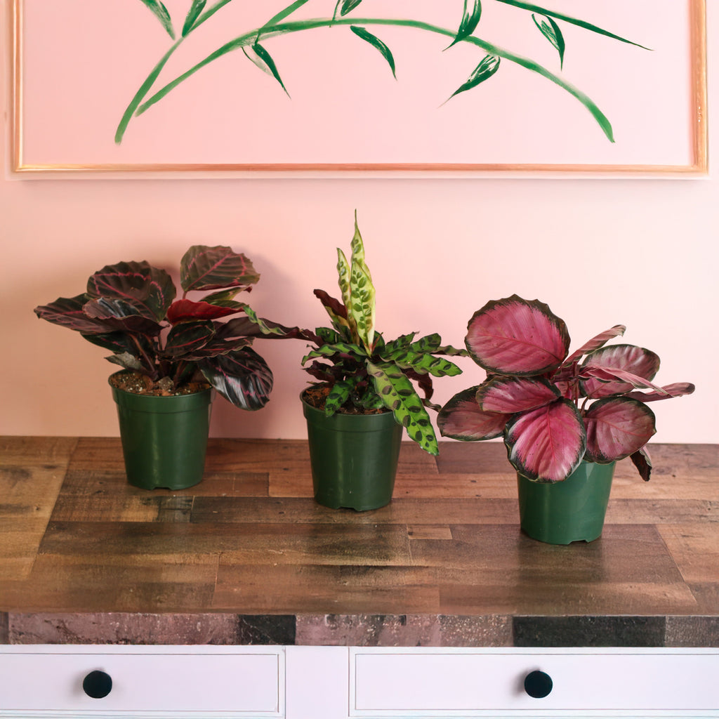 Calathea Dreams Come True Bundle