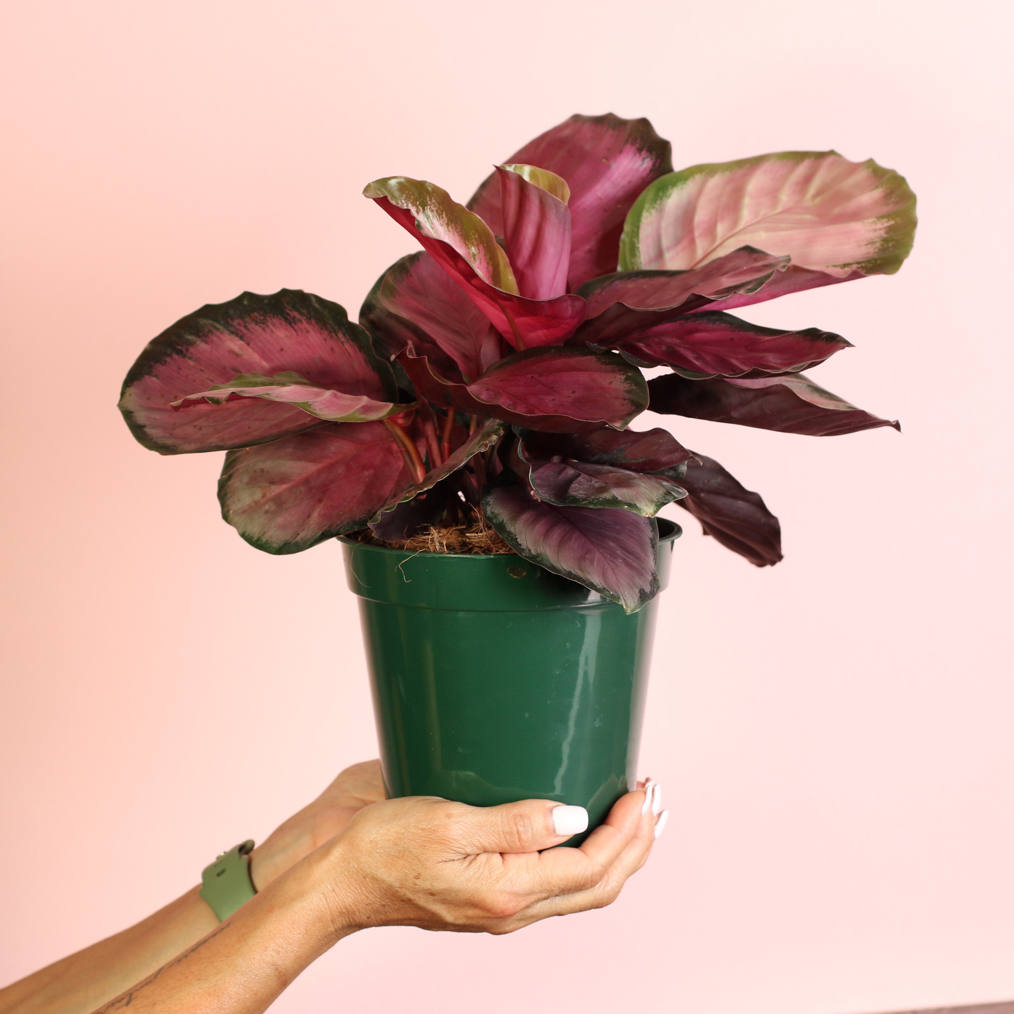 Calathea Dreams Come True Bundle