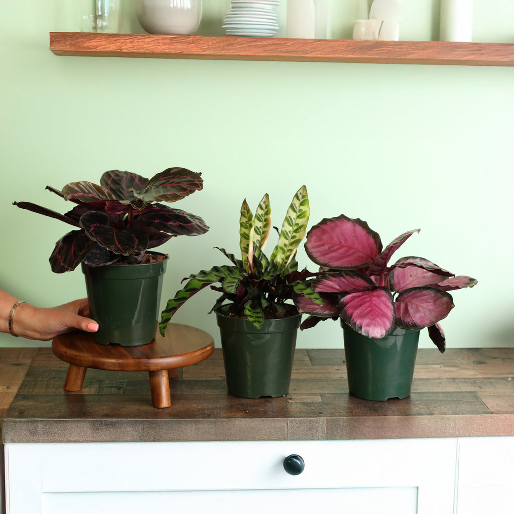 Calathea Dreams Come True Bundle