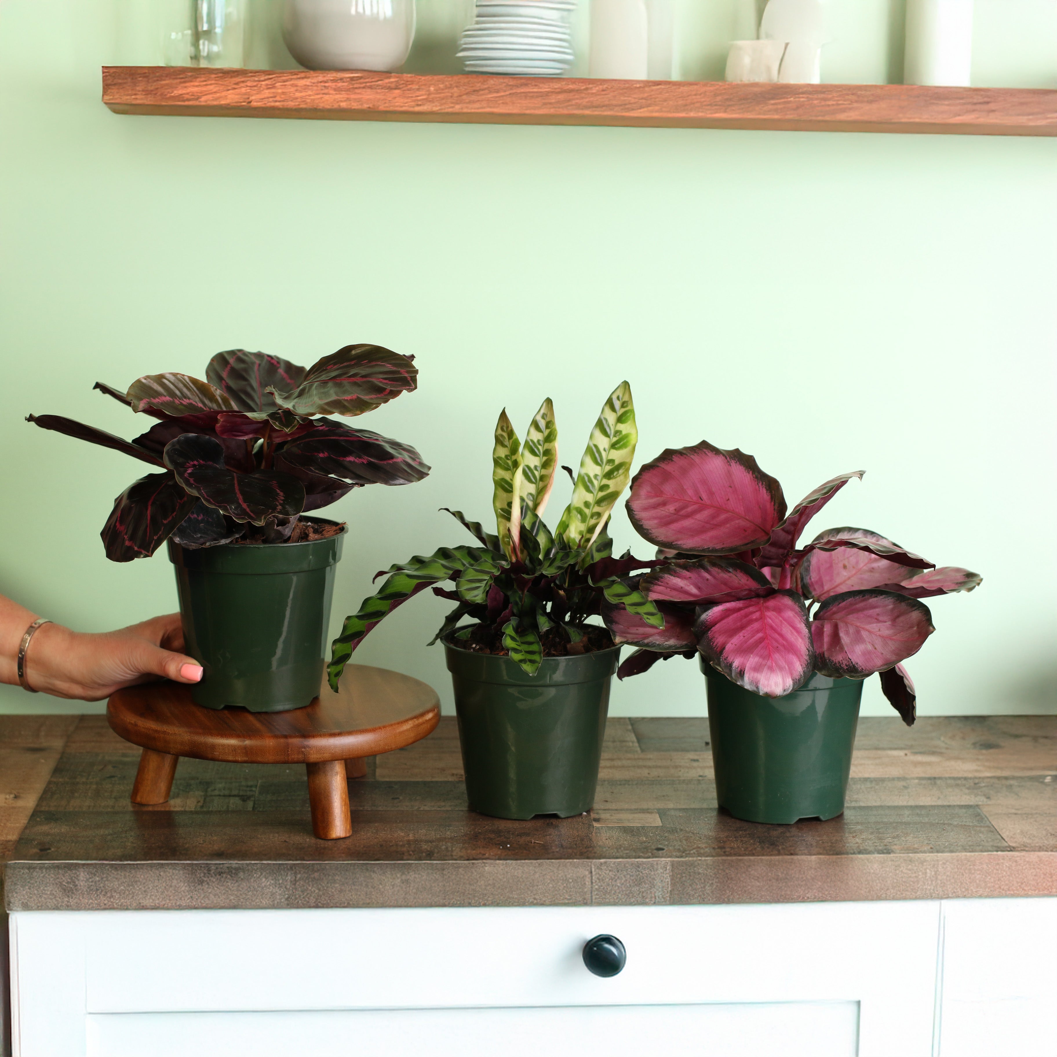 Calathea Dreams Come True Bundle