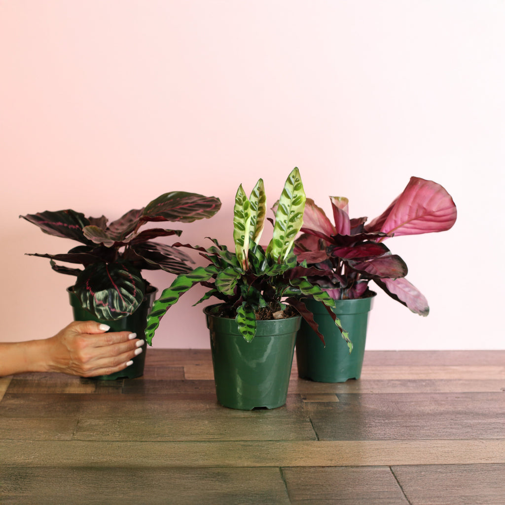 Calathea Dreams Come True Bundle