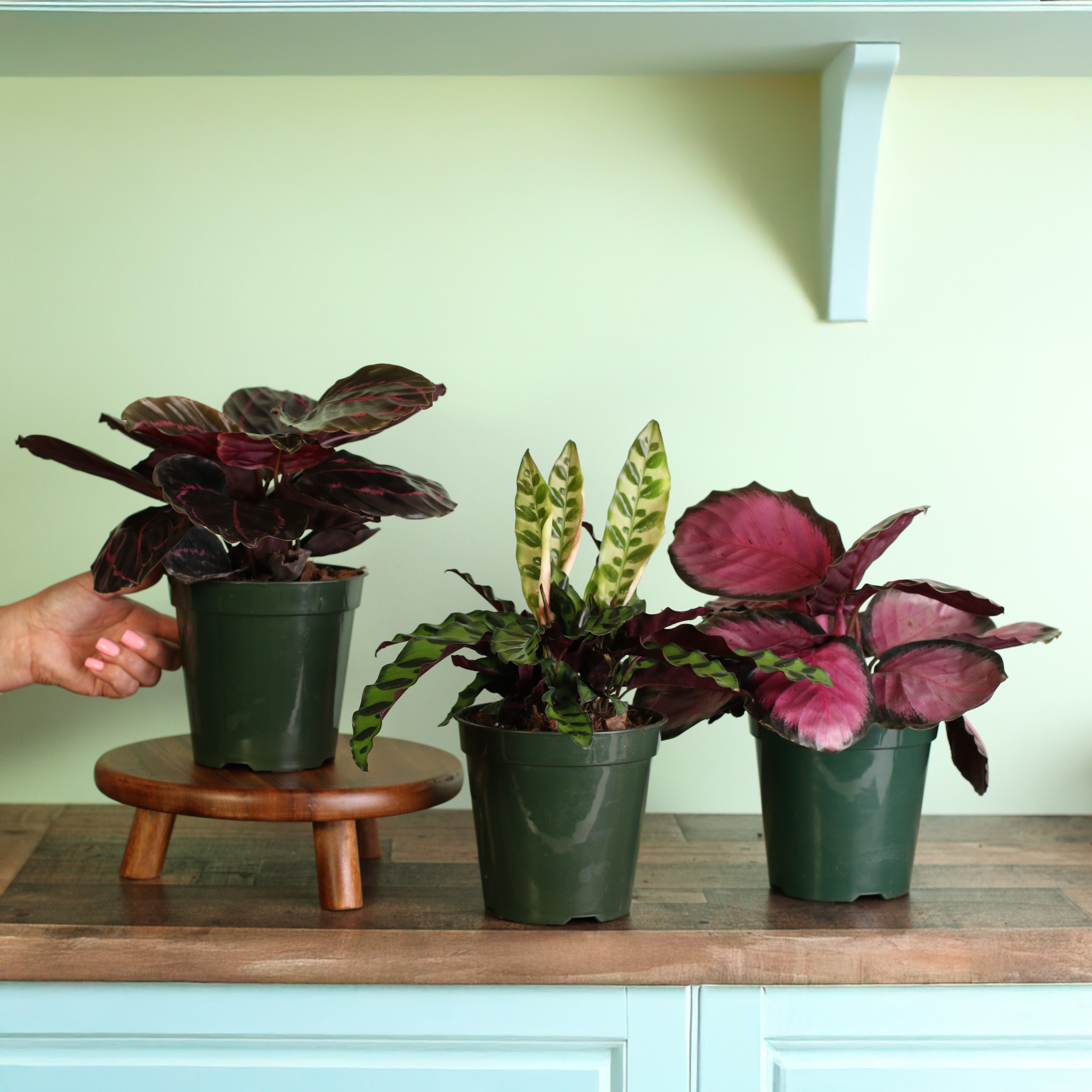 Calathea Dreams Come True Bundle