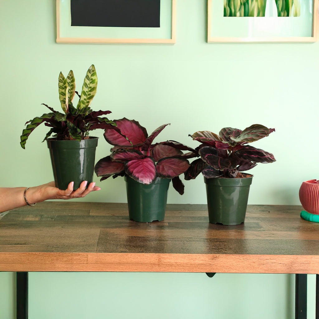 Calathea Dreams Come True Bundle
