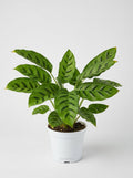 Calathea Leopardina Zebra Plant