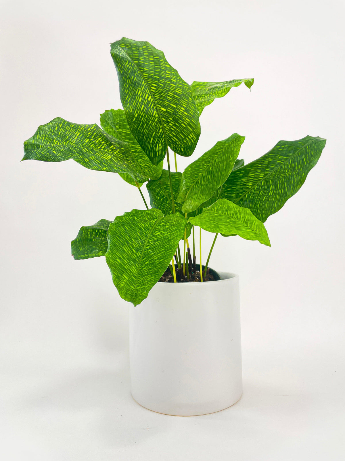 Calathea Musaica 'Goeppertia Kegeljanii'