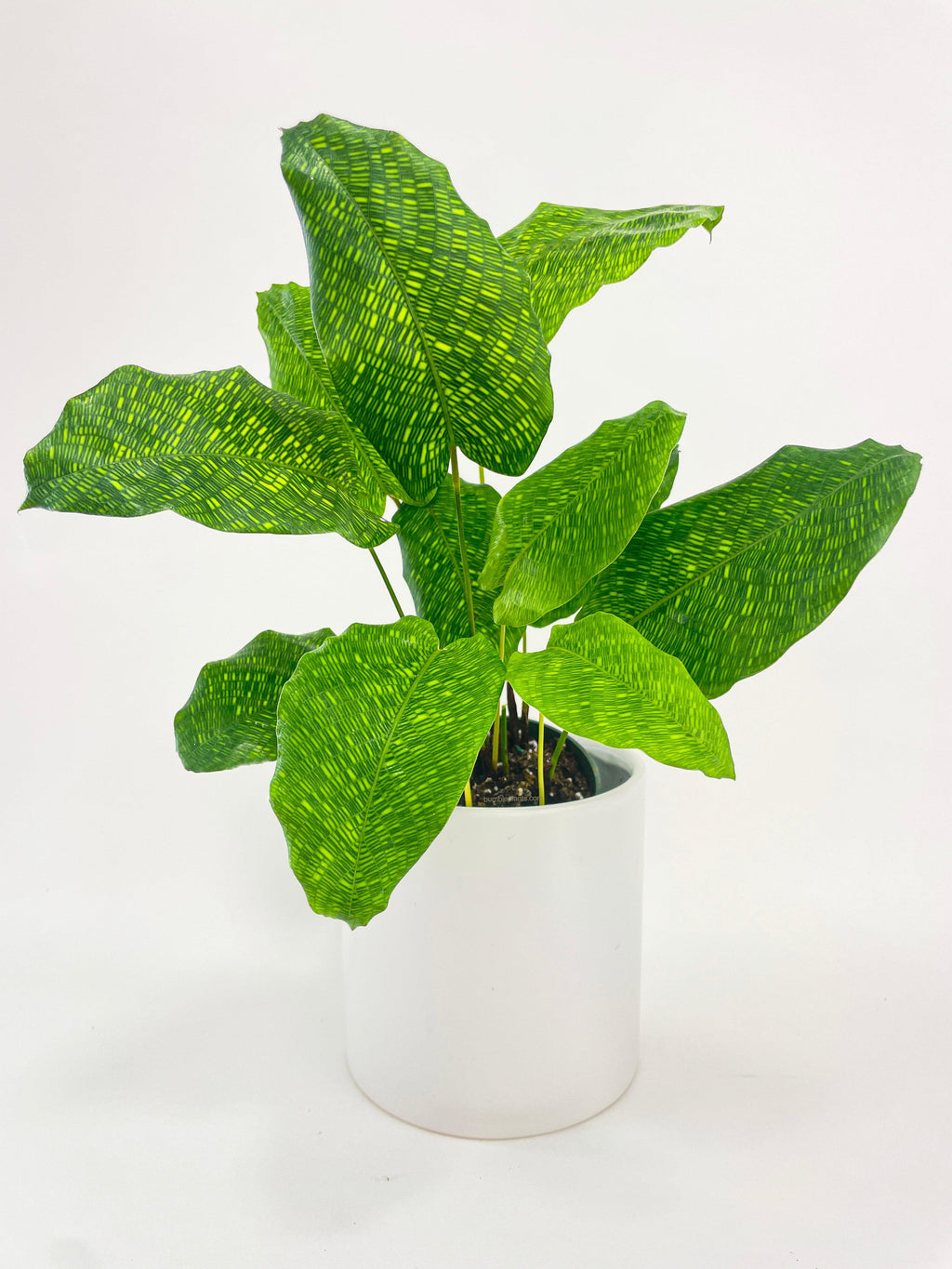 Calathea Musaica 'Goeppertia Kegeljanii'