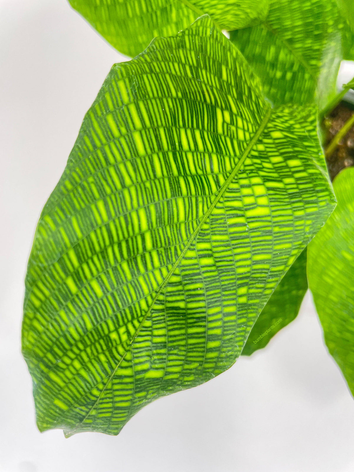 Calathea Musaica 'Goeppertia Kegeljanii'