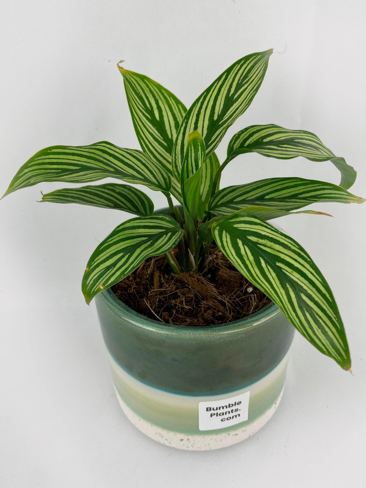 Calathea 'Vittata'