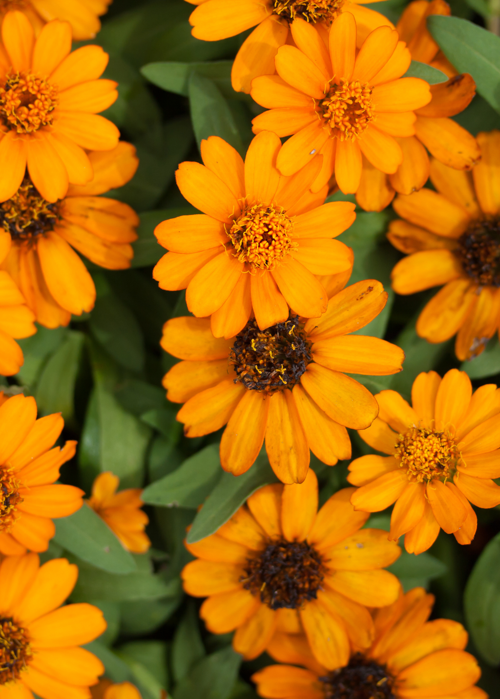 Orange Calendula (Calendula officinalis)