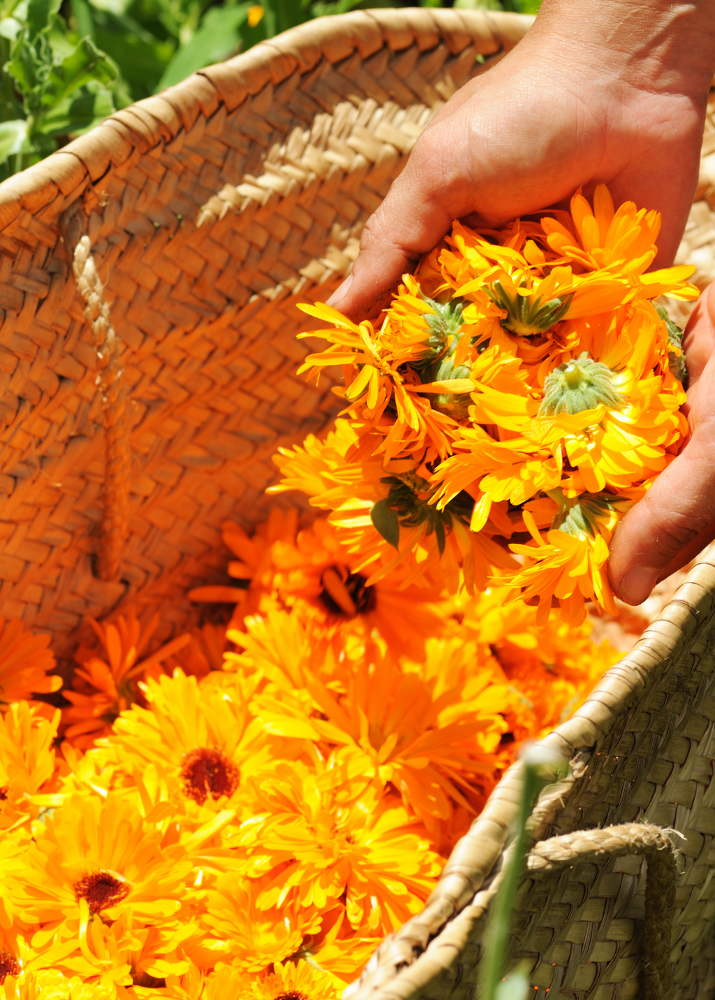 Orange Calendula (Calendula officinalis)
