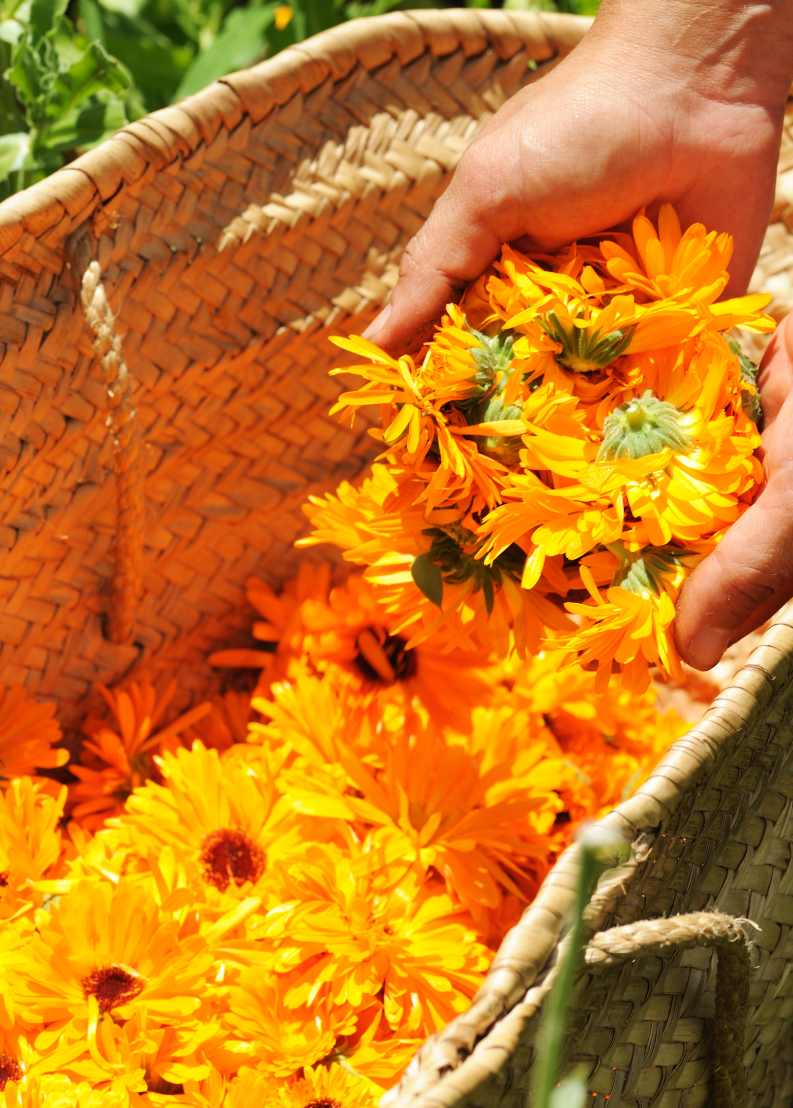 Orange Calendula (Calendula officinalis)