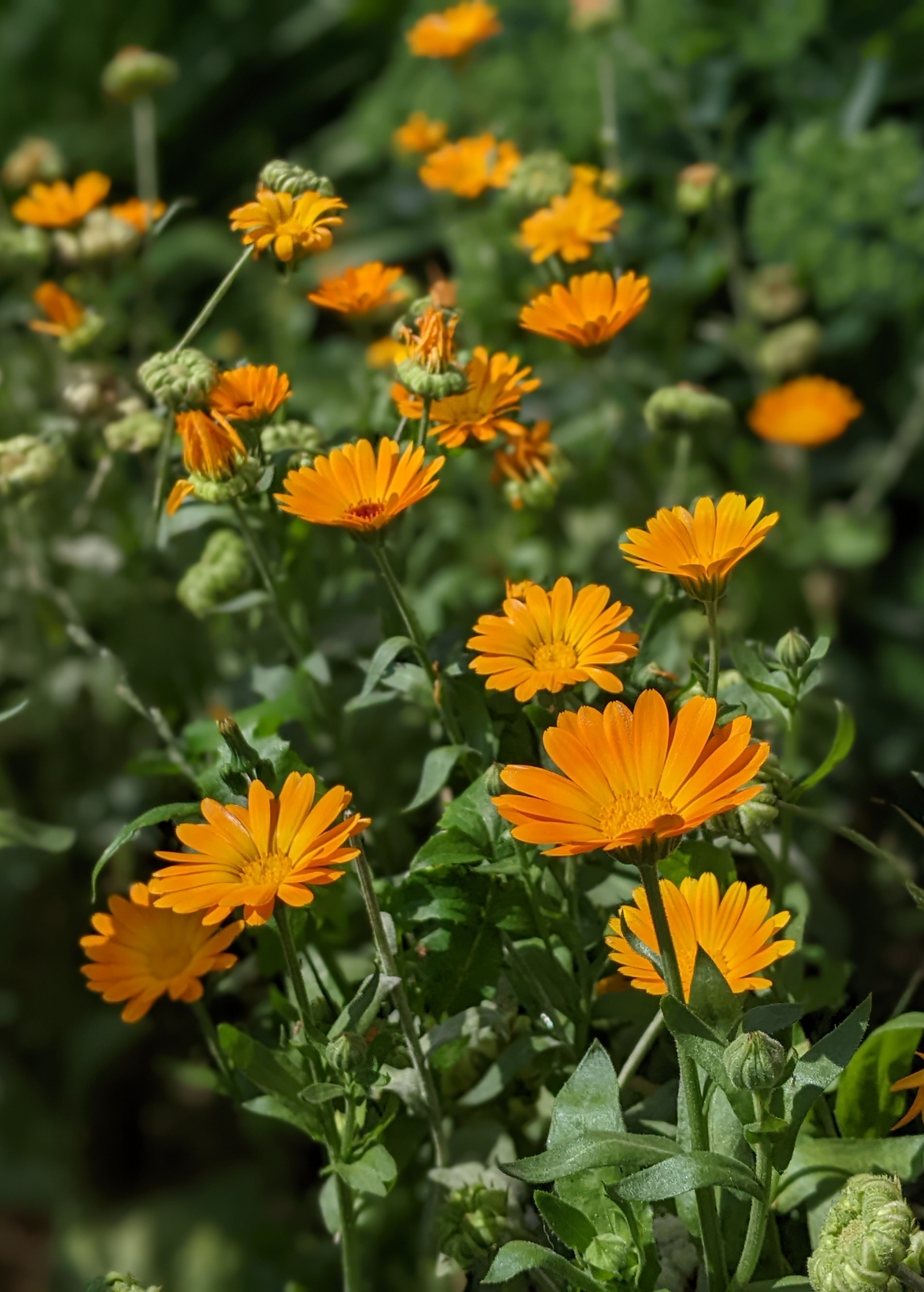 Orange Calendula (Calendula officinalis)