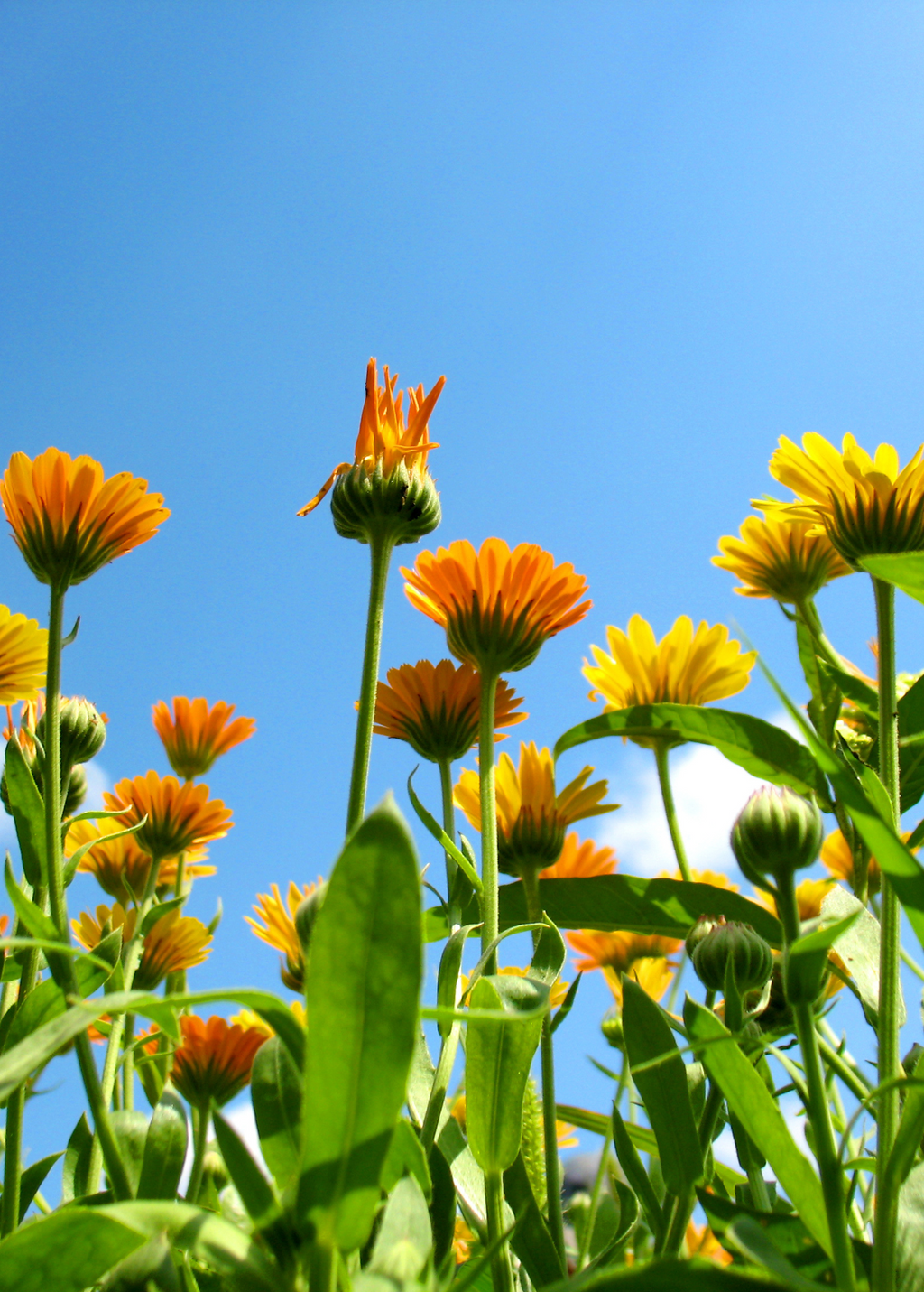 Orange Calendula (Calendula officinalis)