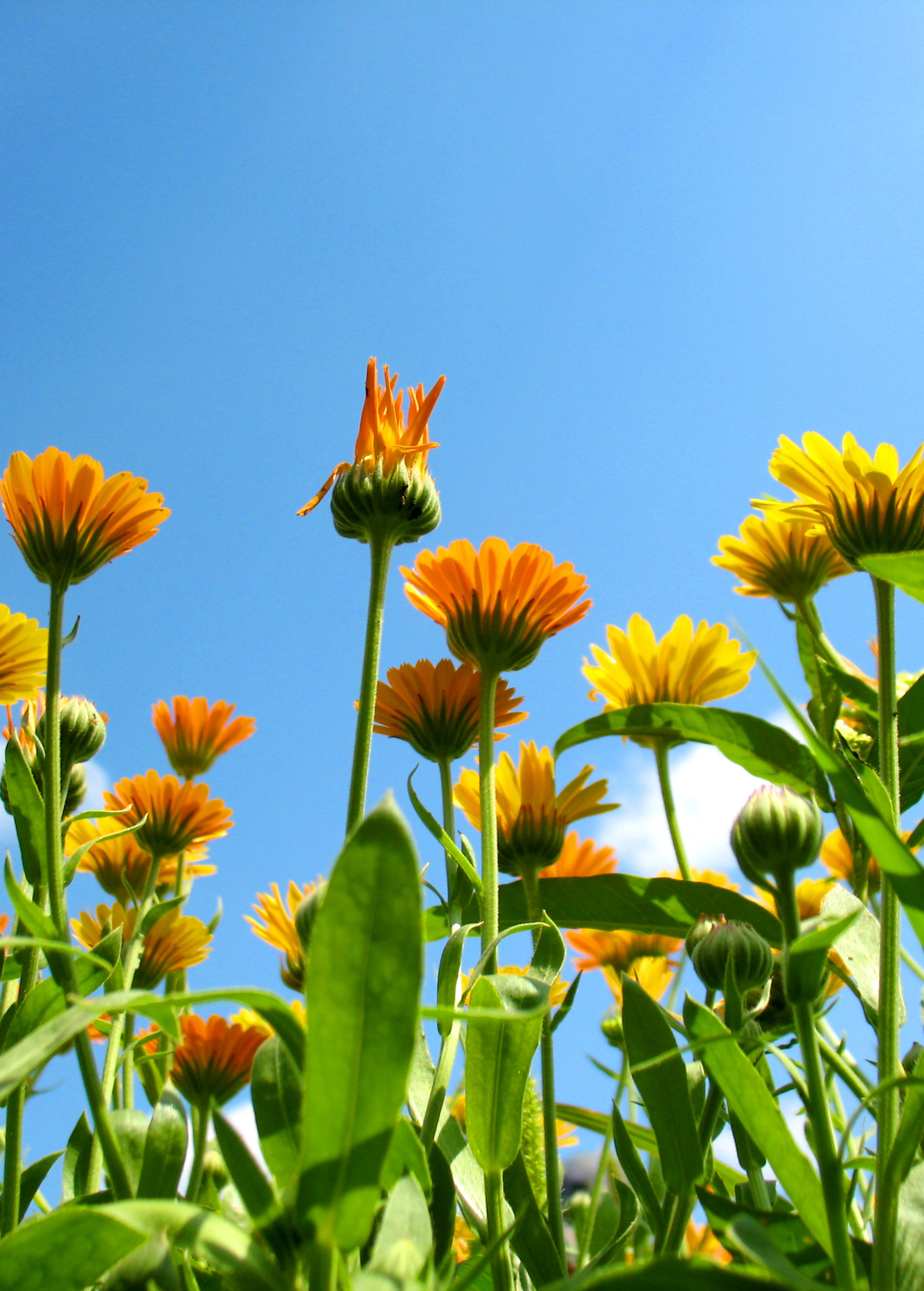 Orange Calendula (Calendula officinalis)