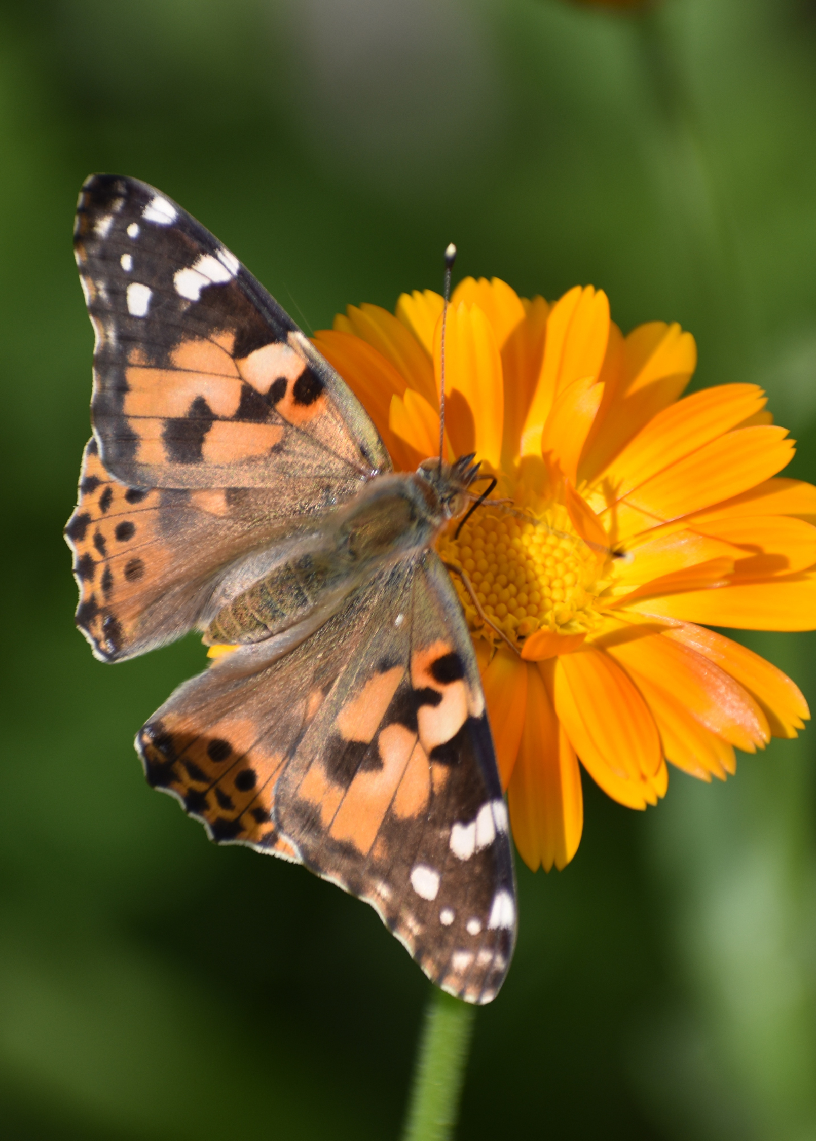 Orange Calendula (Calendula officinalis)
