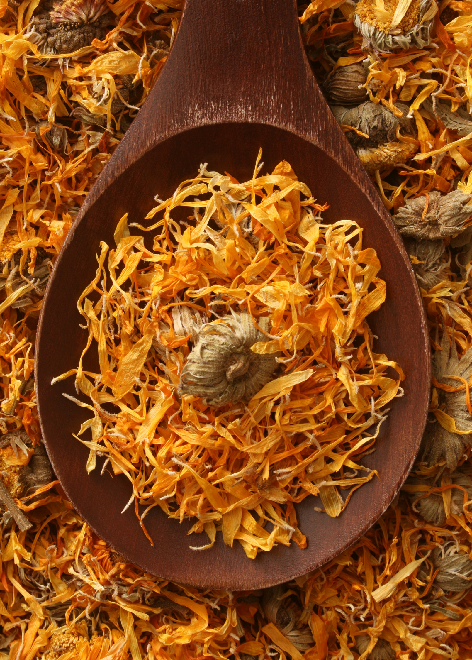 Orange Calendula (Calendula officinalis)