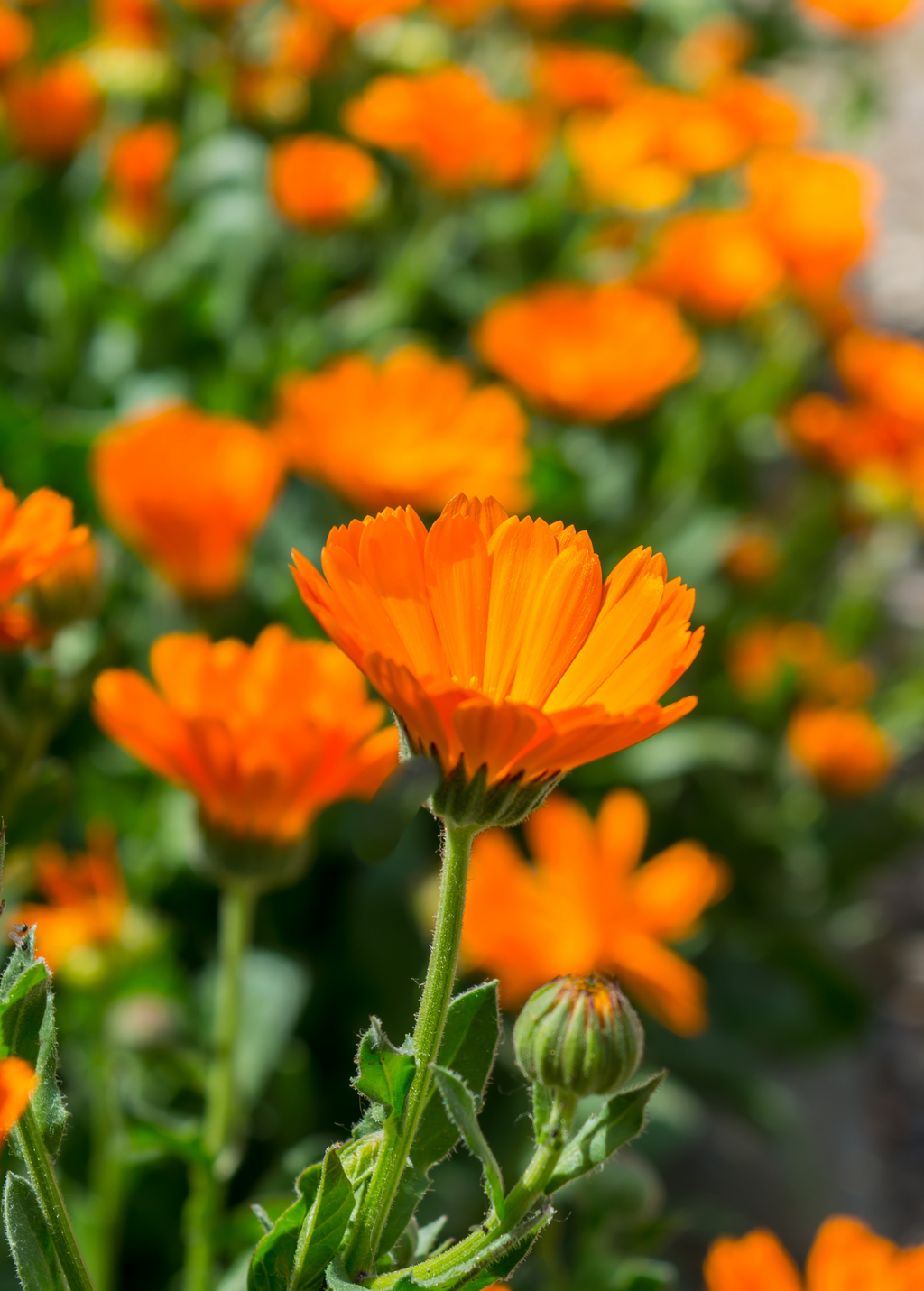 Orange Calendula (Calendula officinalis)