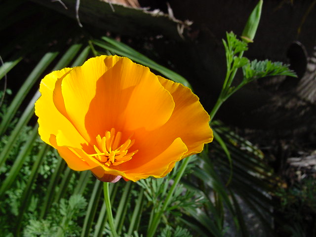 500 California Poppy Seeds - Eschscholzia Californica - Vibrant Blooms - Non-GMO