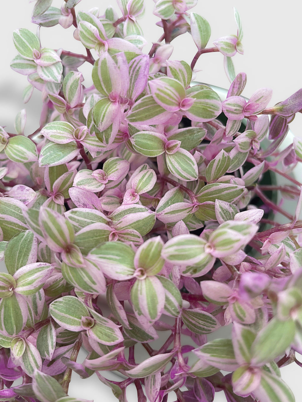 Callisia Repens Rosato 'Pink Panther'