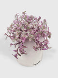 Callisia Repens Rosato 'Pink Panther'