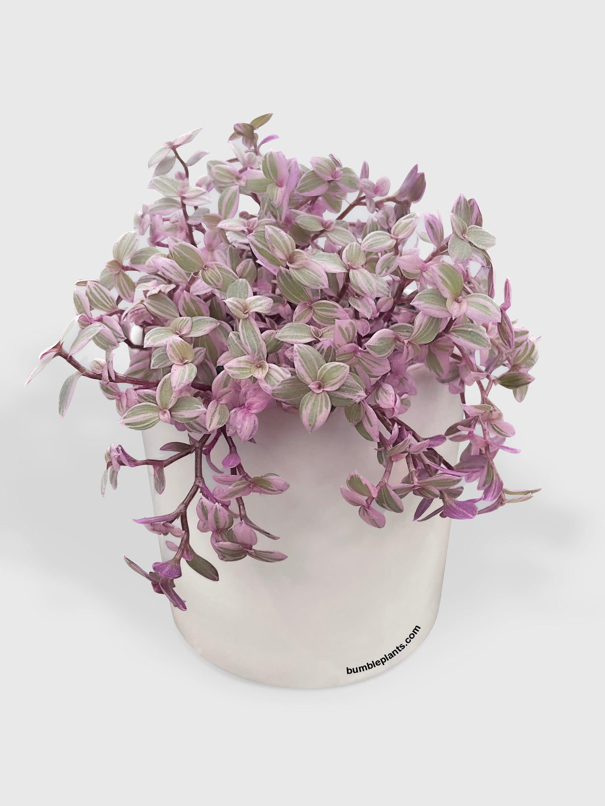 Callisia Repens Rosato 'Pink Panther'