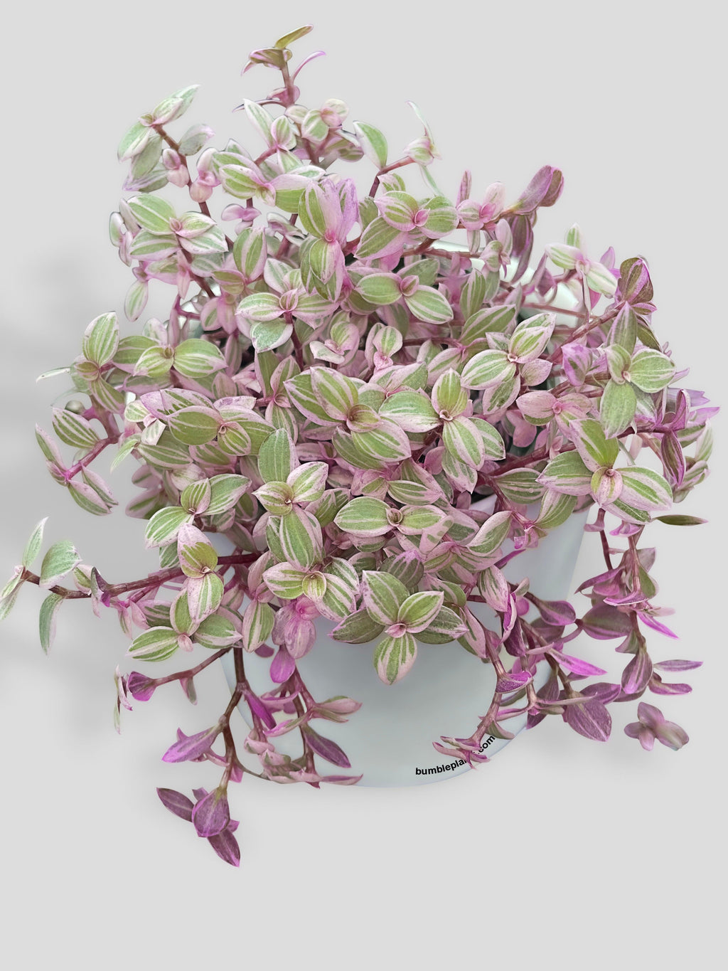 Callisia Repens Rosato 'Pink Panther'
