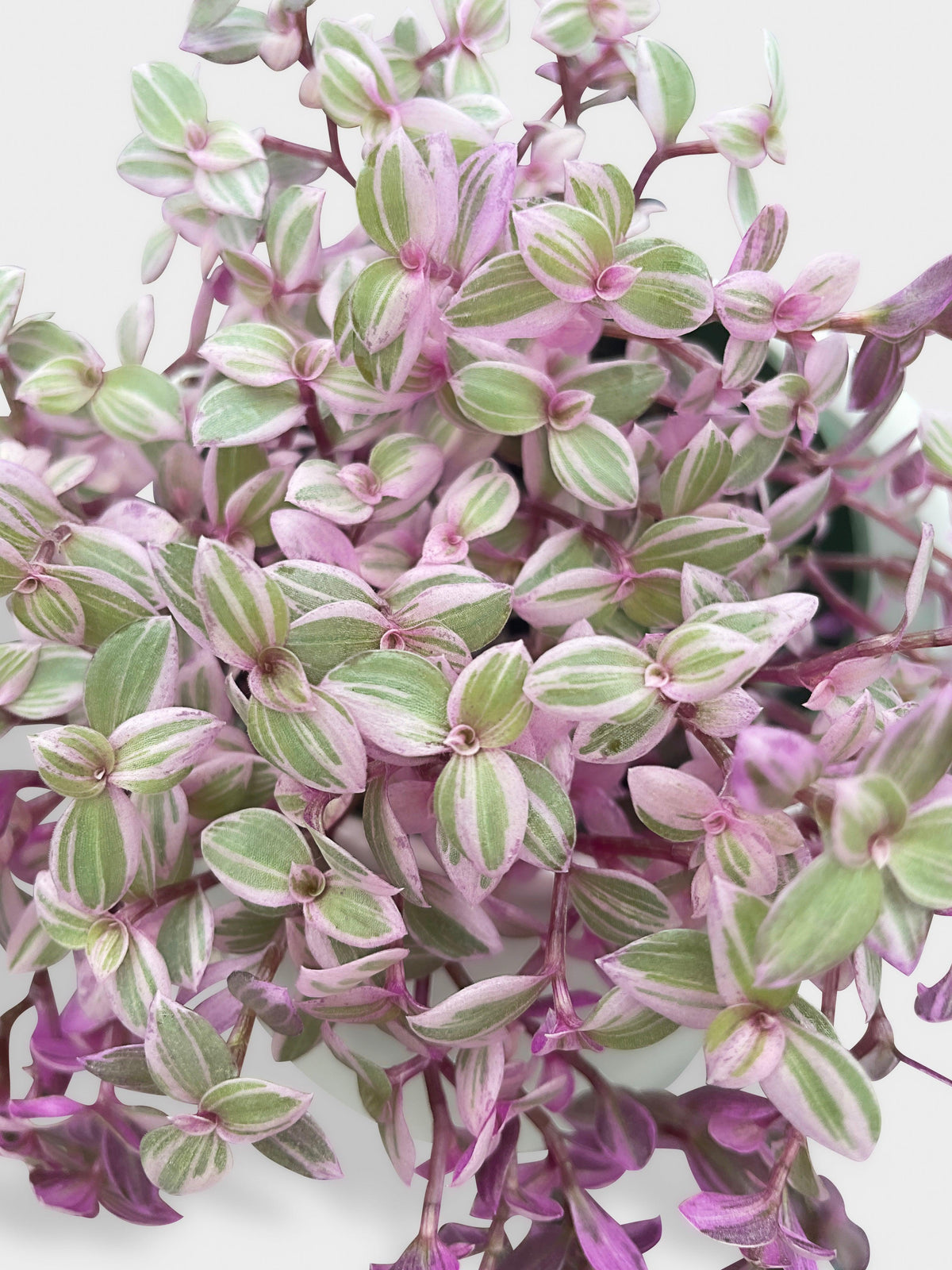 Callisia Repens Rosato 'Pink Panther'