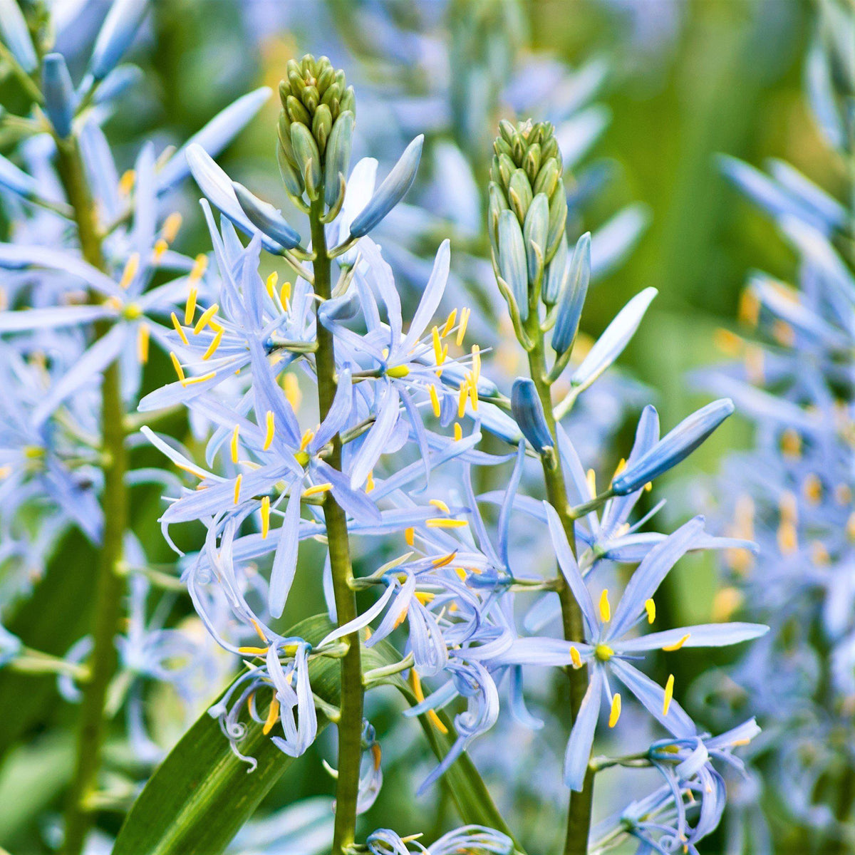 Camassia - Cusickii Wild Hyacinth