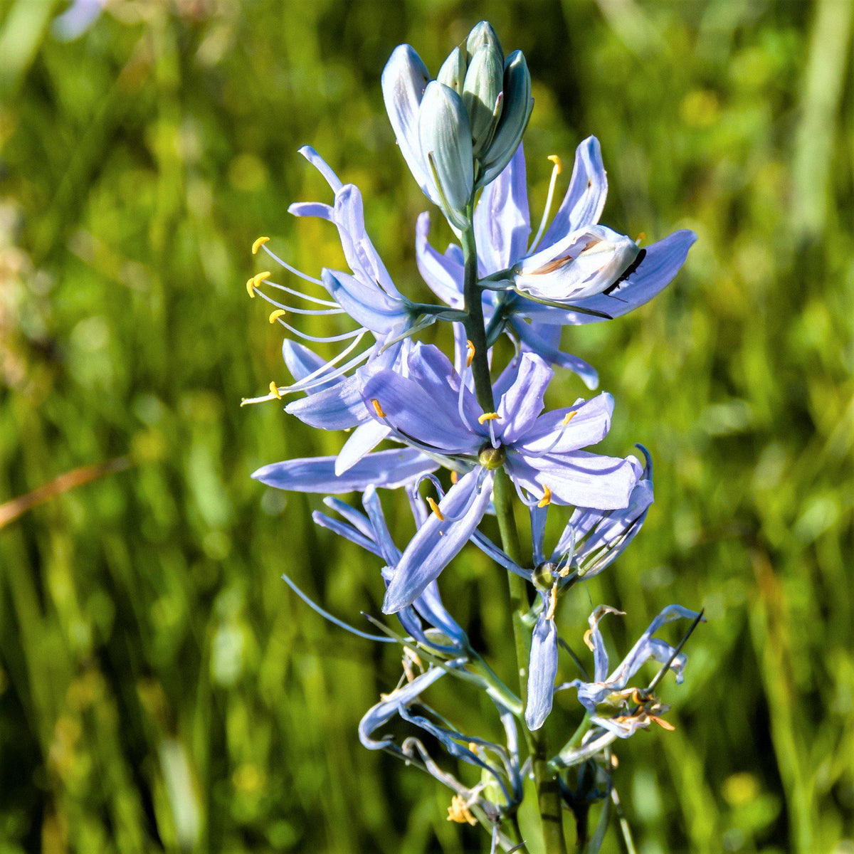 Camassia - Caerulea Blue Heaven