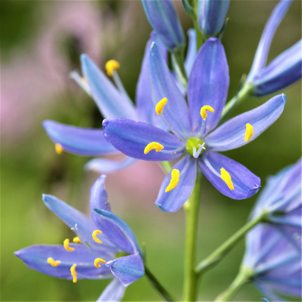 Camassia - Caerulea Blue Heaven
