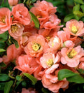 Flowering Quince 'Cameo'