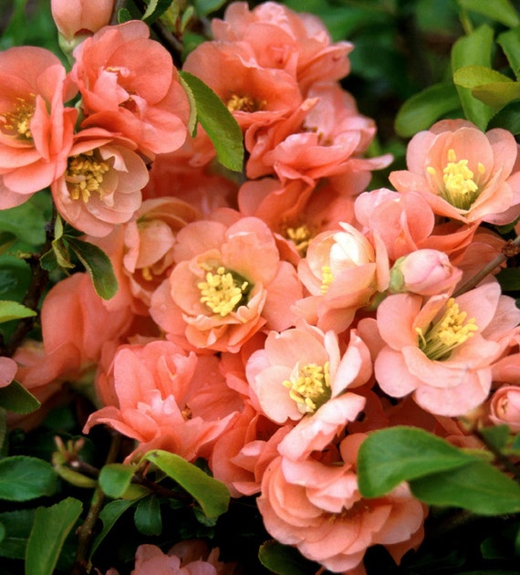 Flowering Quince 'Cameo'