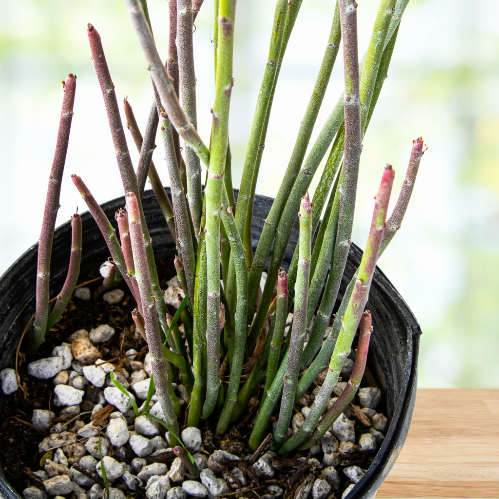 Candelilla