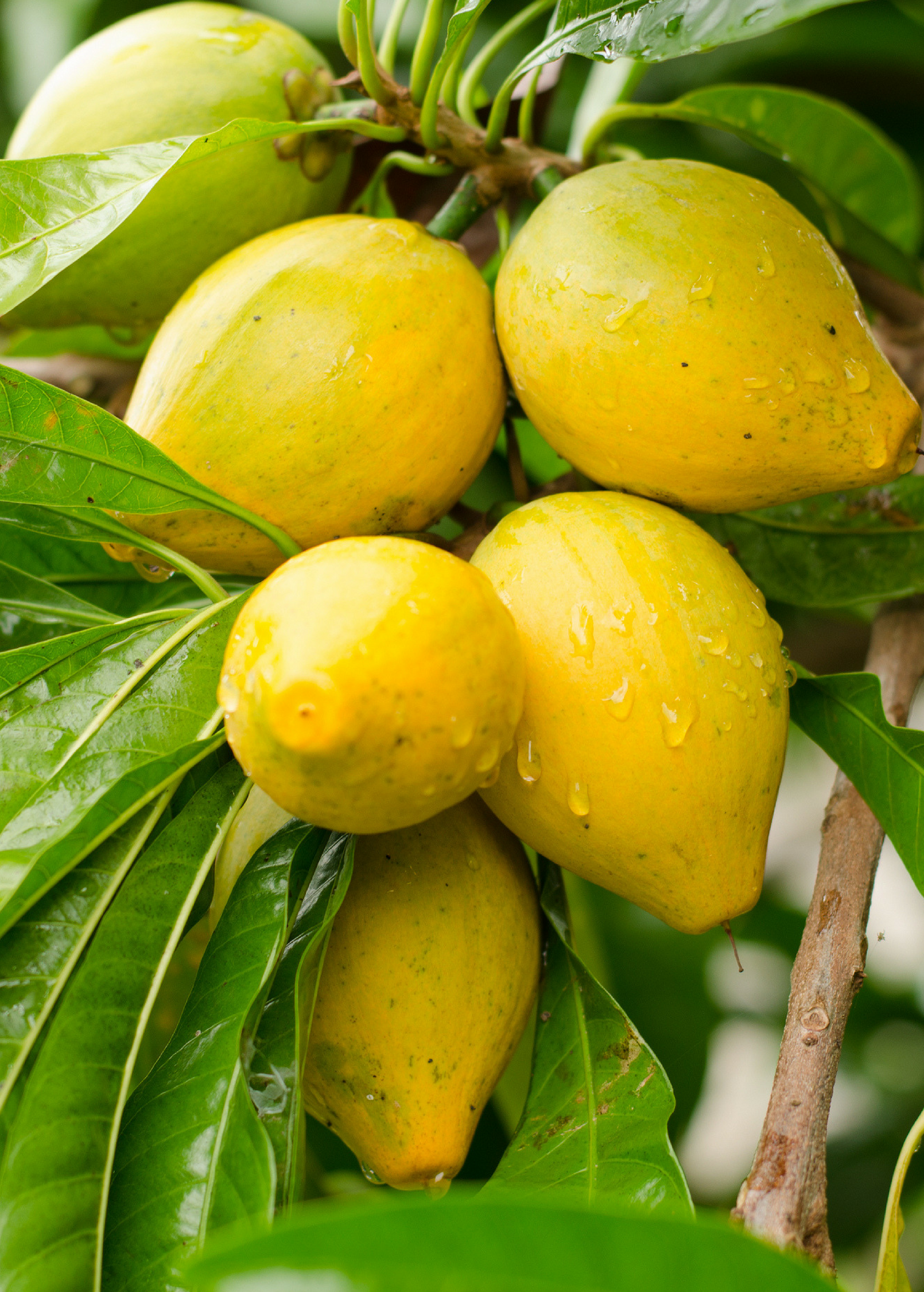 Canistel 'Trompo' (Pouteria campechiana)