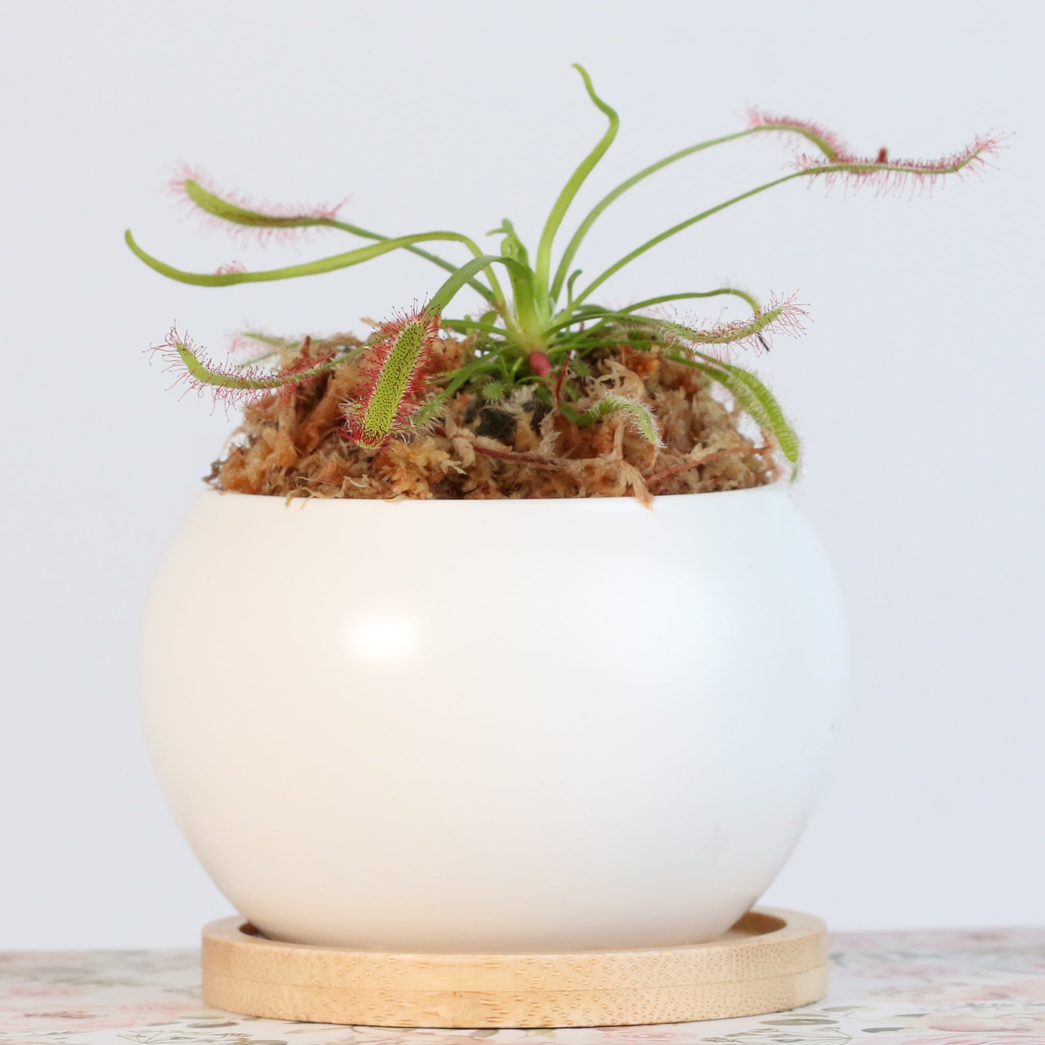 Cape Sundew Drosera