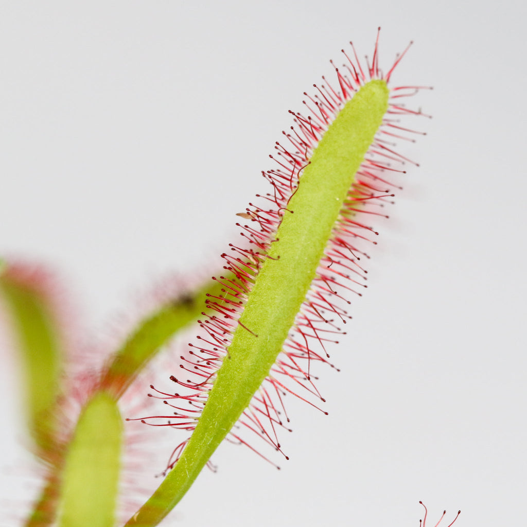 Cape Sundew Drosera