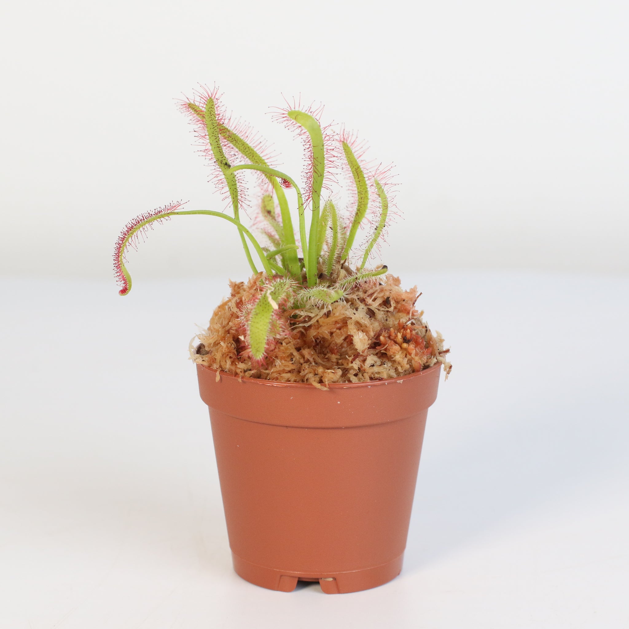 Cape Sundew Drosera