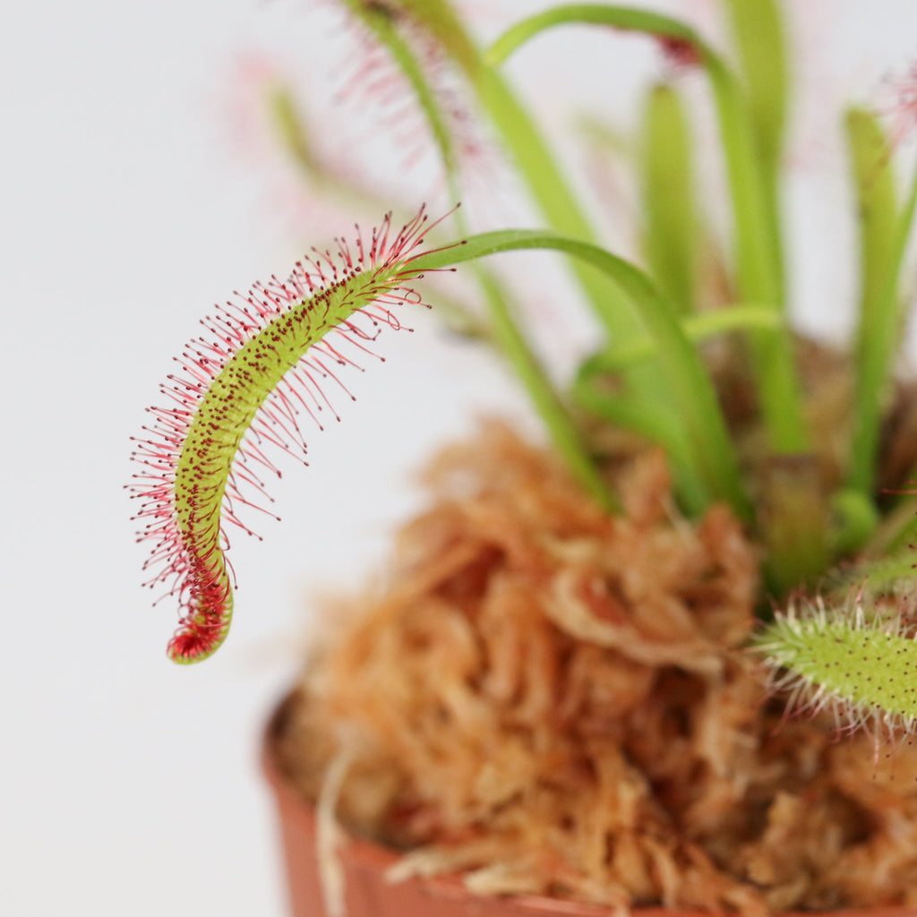 Cape Sundew Drosera
