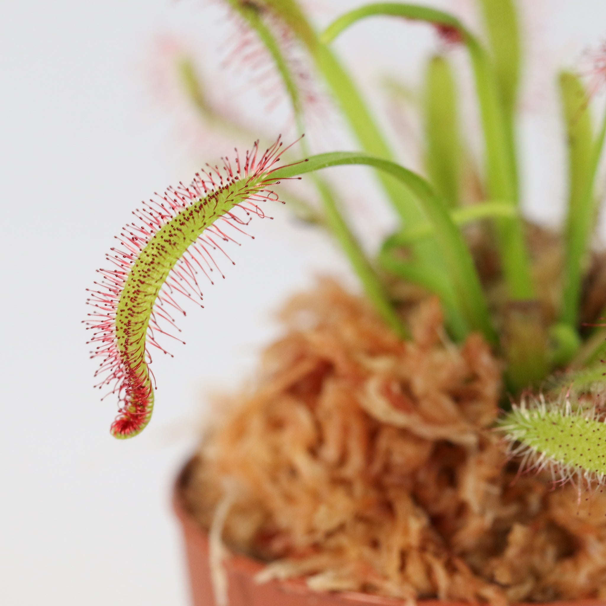 Cape Sundew Drosera