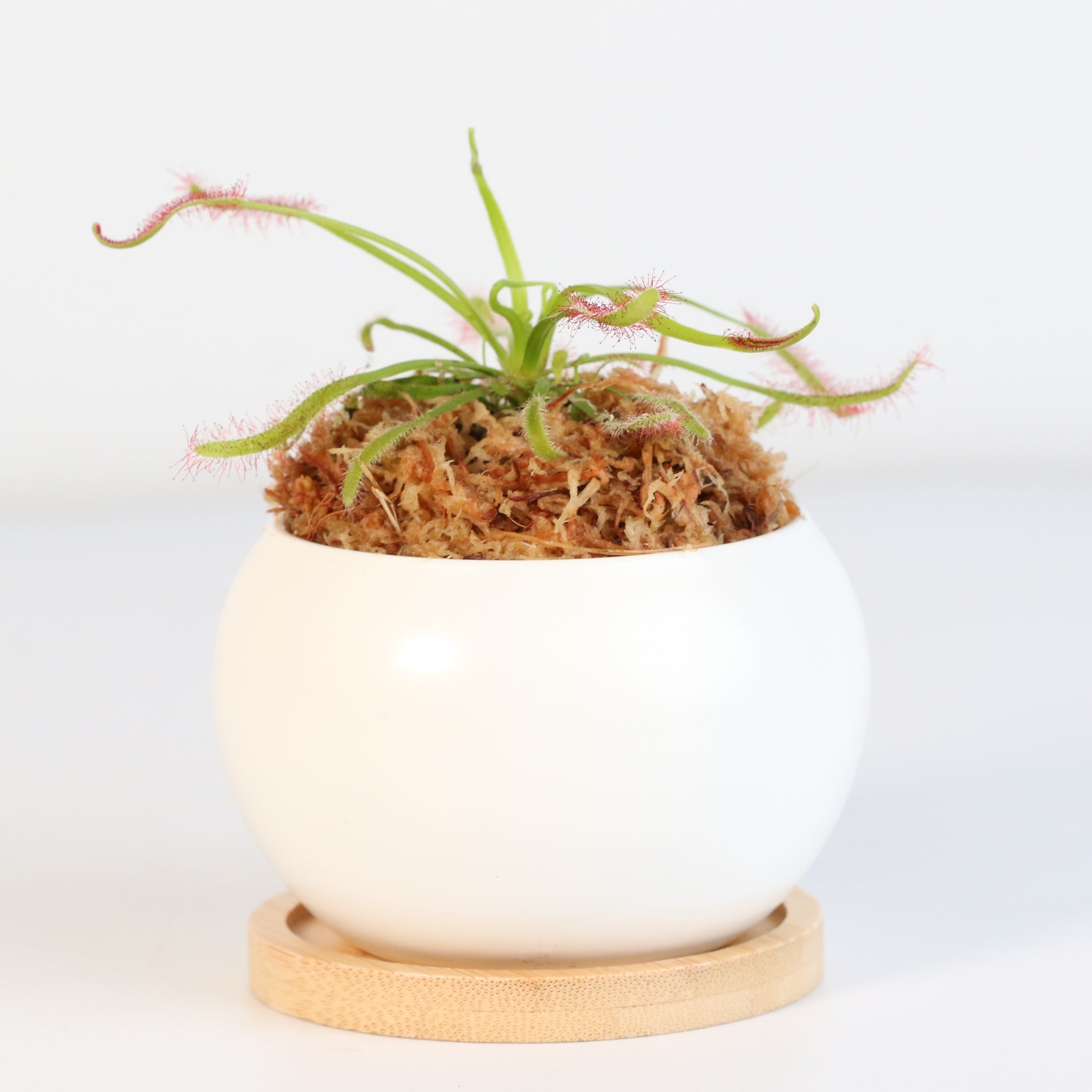 Cape Sundew Drosera