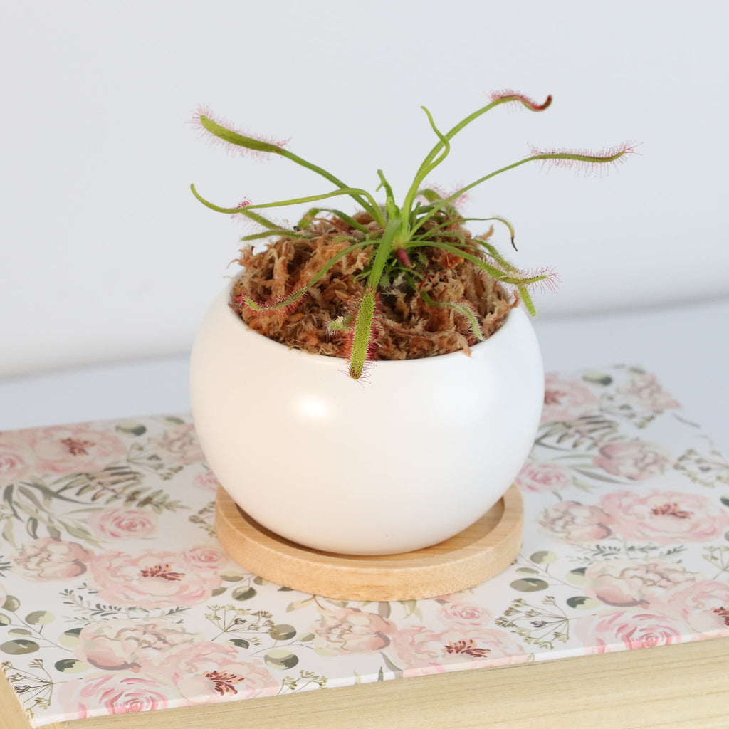 Cape Sundew Drosera