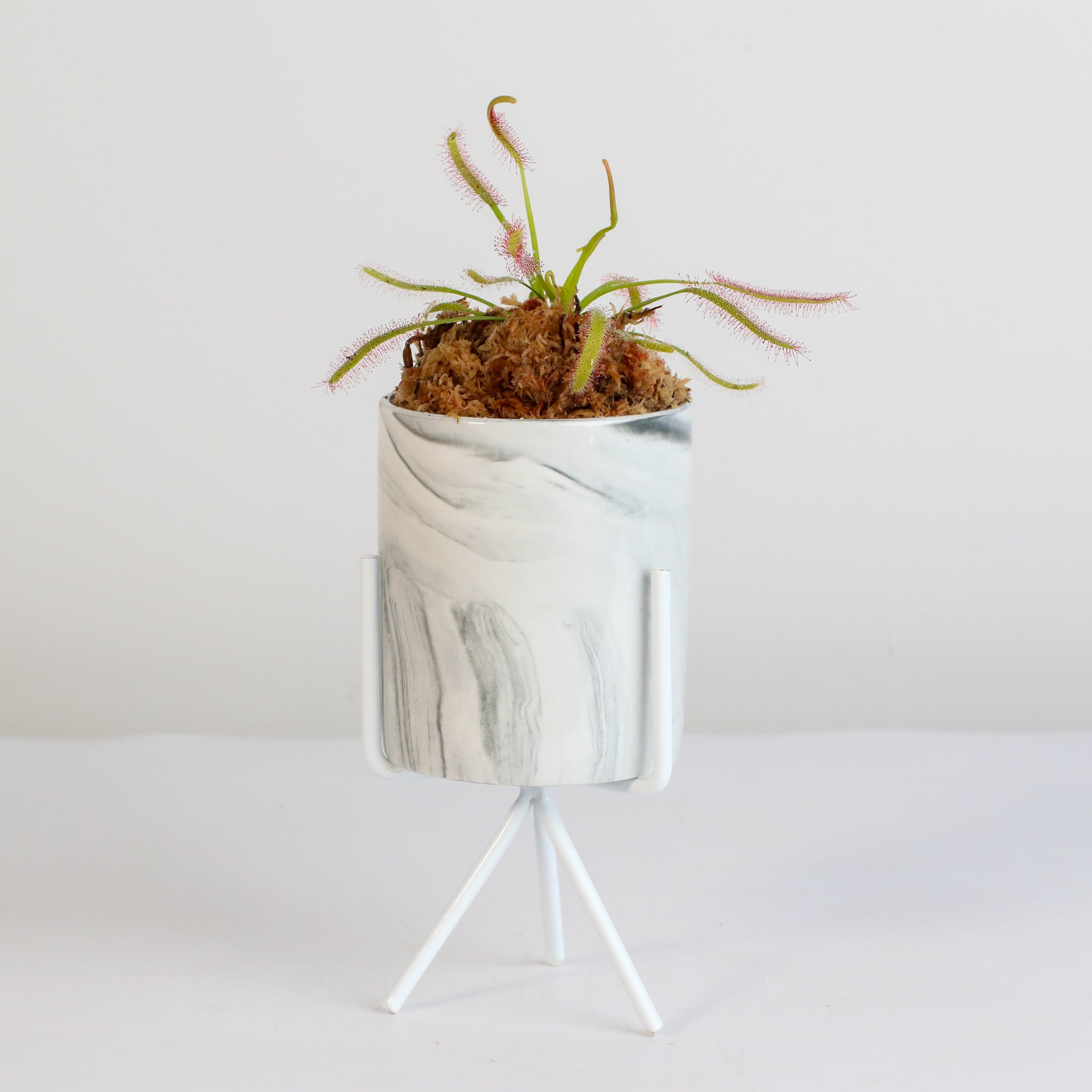 Cape Sundew Drosera
