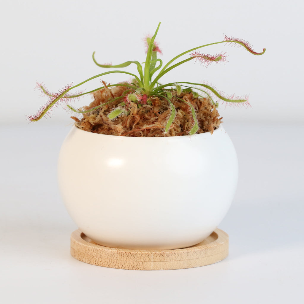 Cape Sundew Drosera