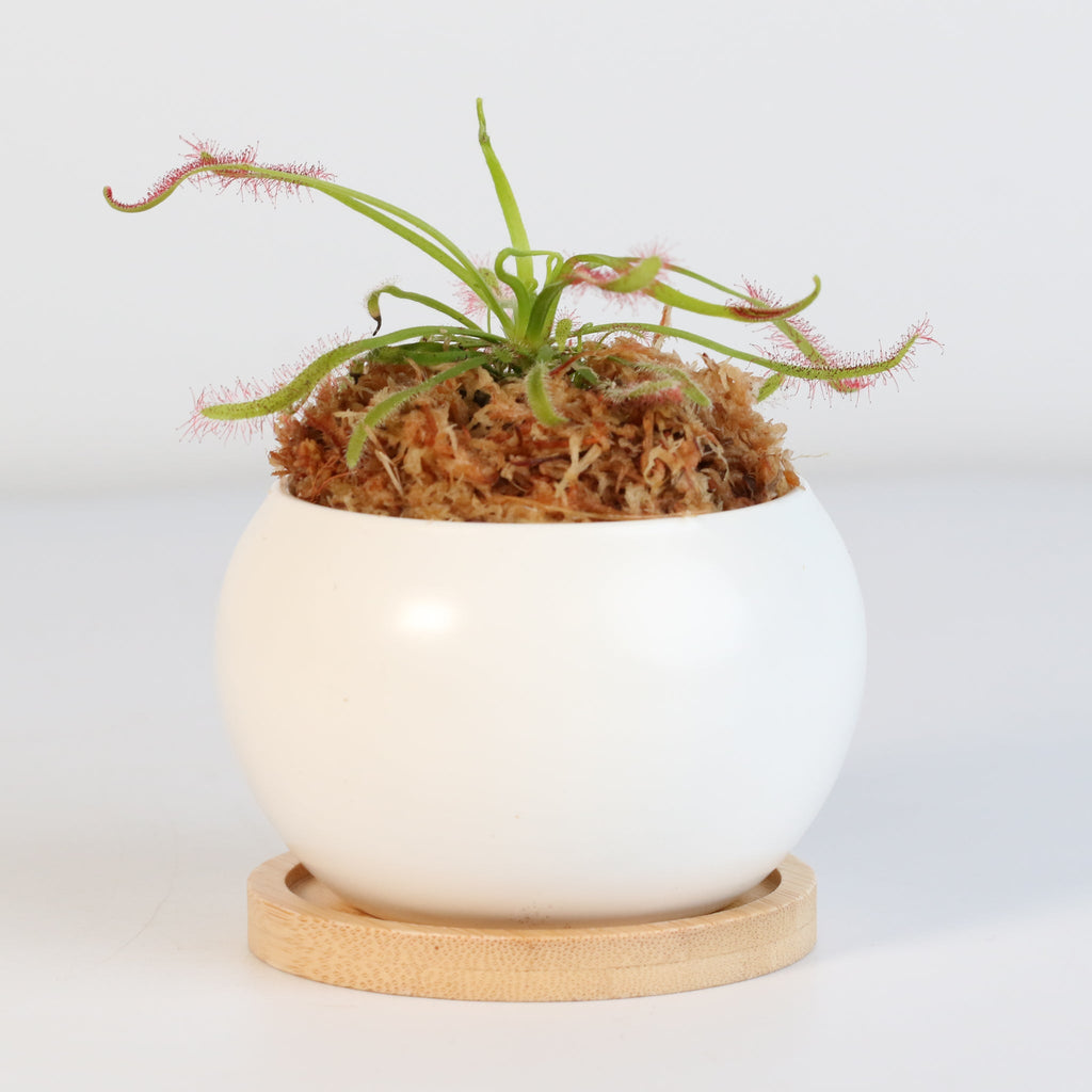 Cape Sundew Drosera