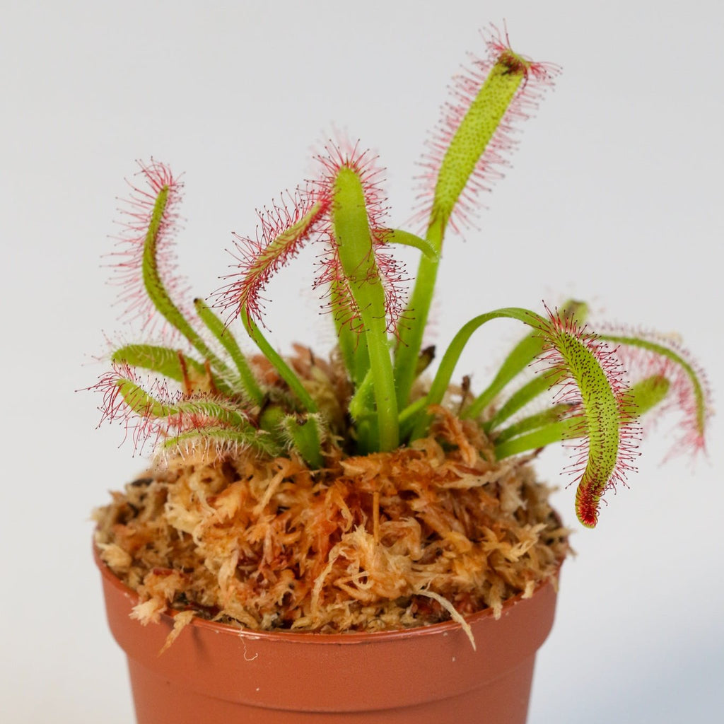 Cape Sundew Drosera