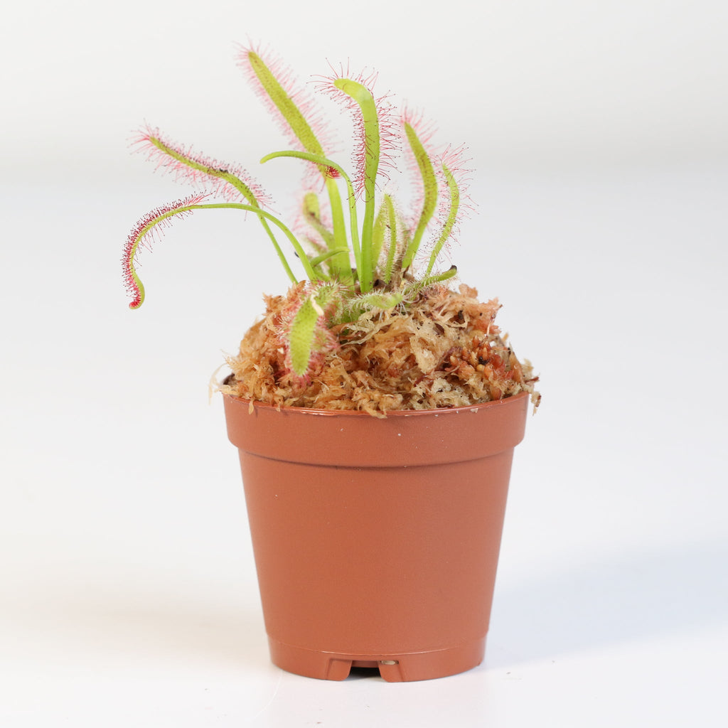 Cape Sundew Drosera