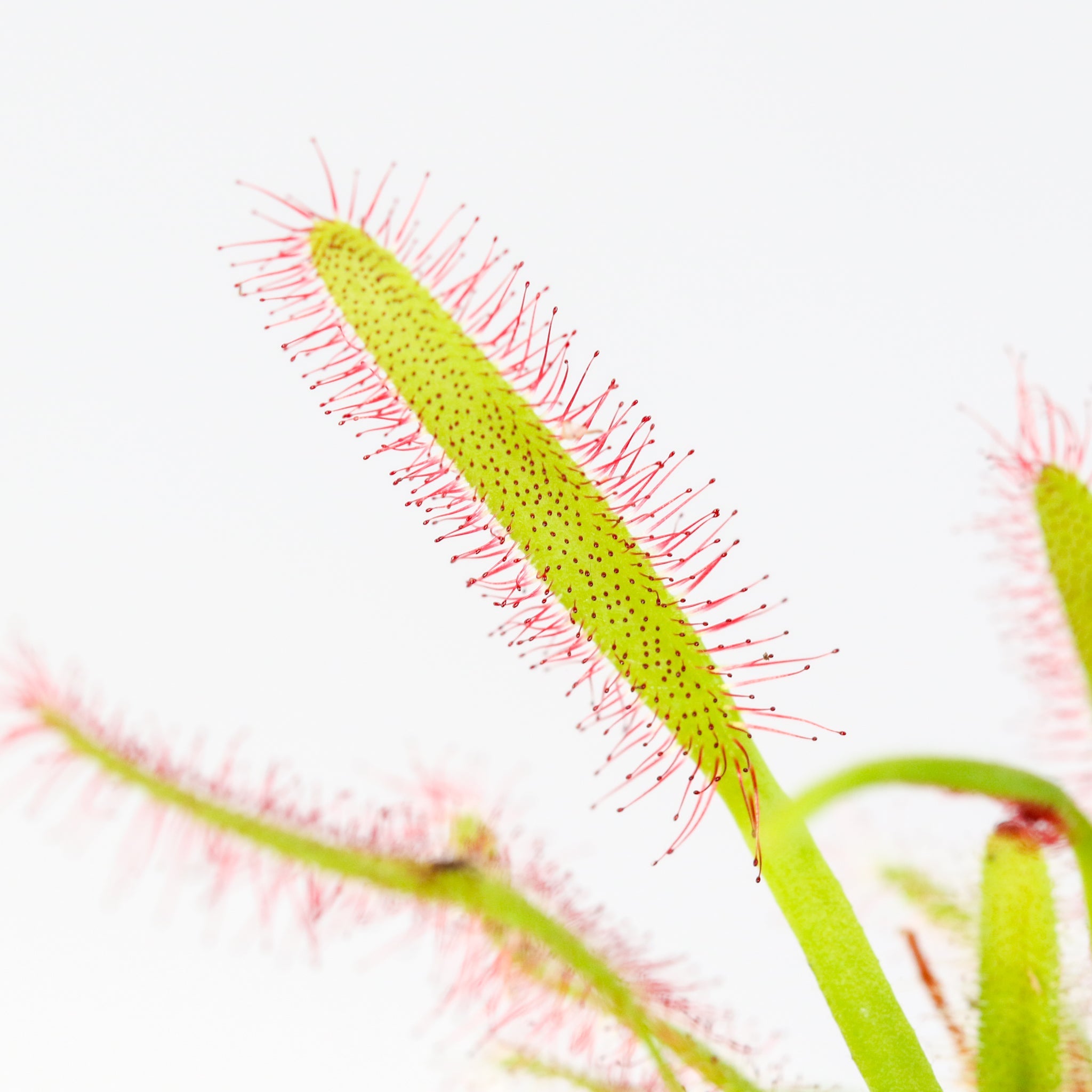 Cape Sundew Drosera