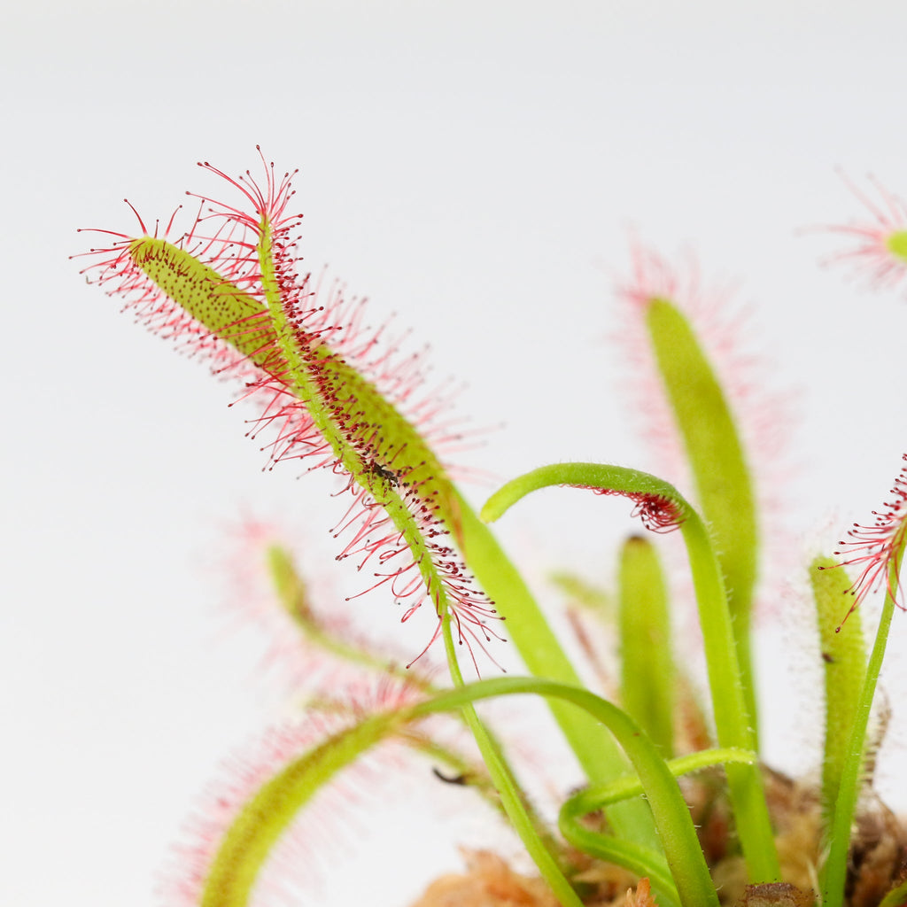 Cape Sundew Drosera
